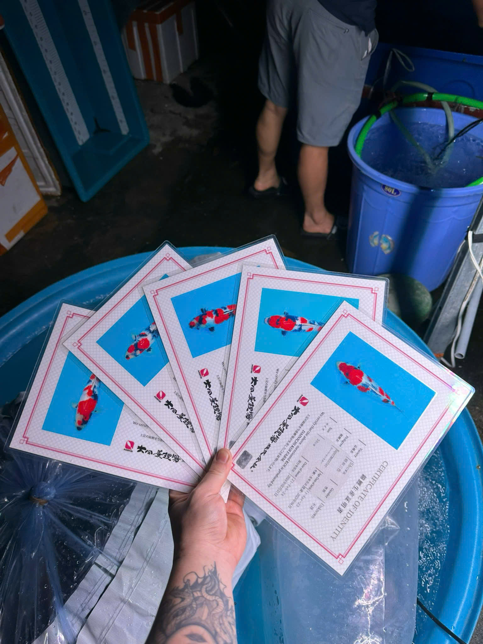 Giấy chứng nhận nguồn gốc (Certificate) cá Koi Nhật nhập khẩu