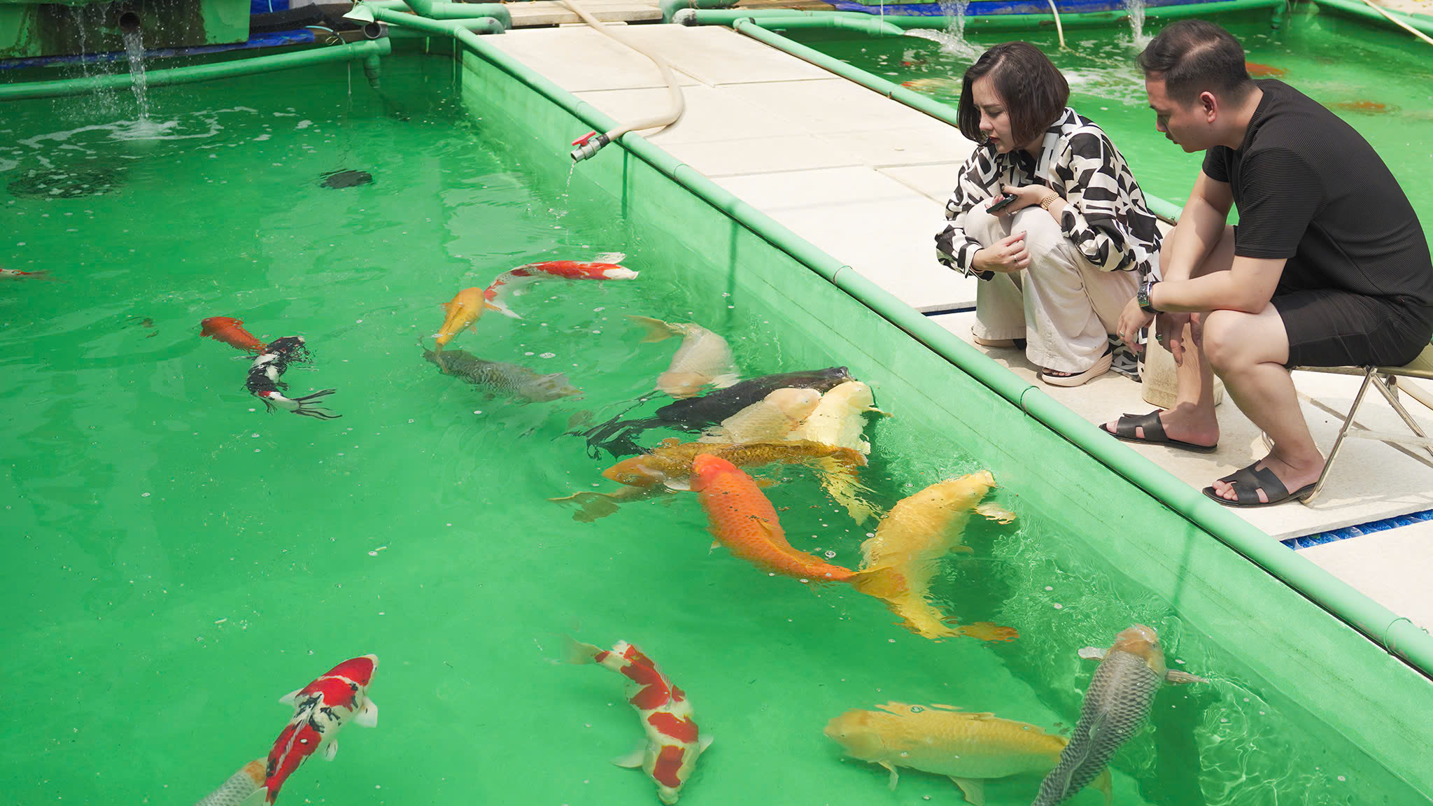 Hệ thống lọc và hồ chứa quy mô lớn tại trại cá TOJA Koi