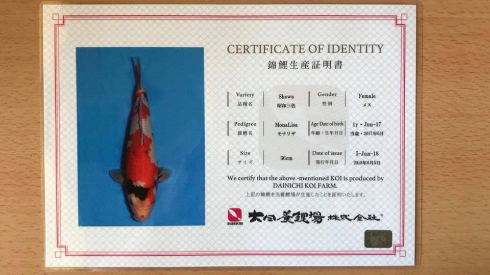 Giấy chứng nhận Dainichi Koi Farm