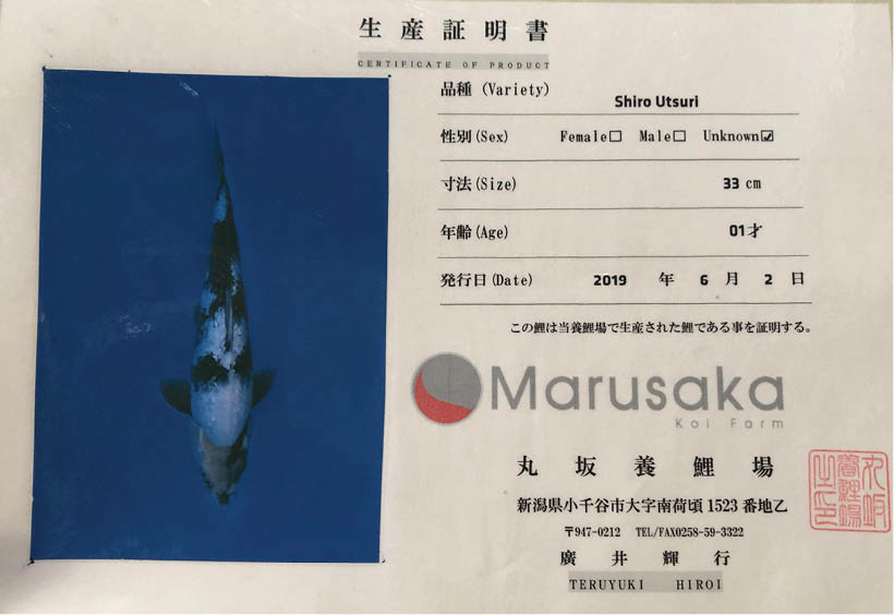 Giấy chứng nhận Marusaka Koi Farm